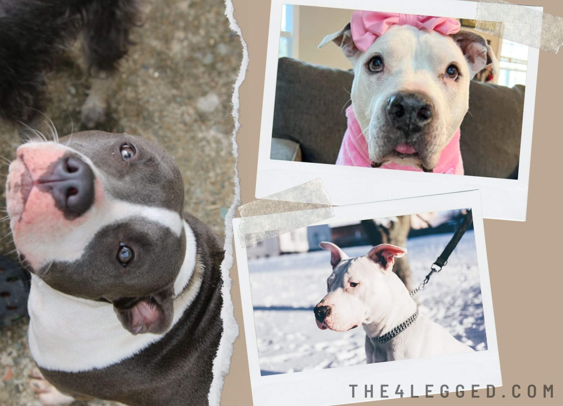 How Much Do Pitbulls Cost Without Papers? Shocking Pitbull Price