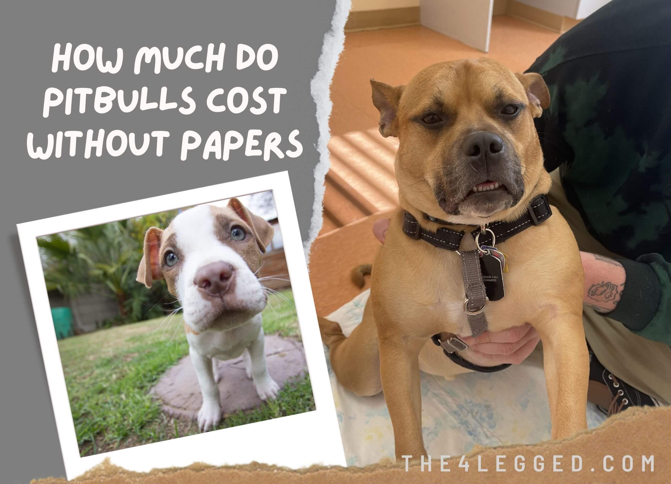 How-Much-Do-Pitbulls-Cost-Without-Papers-4
