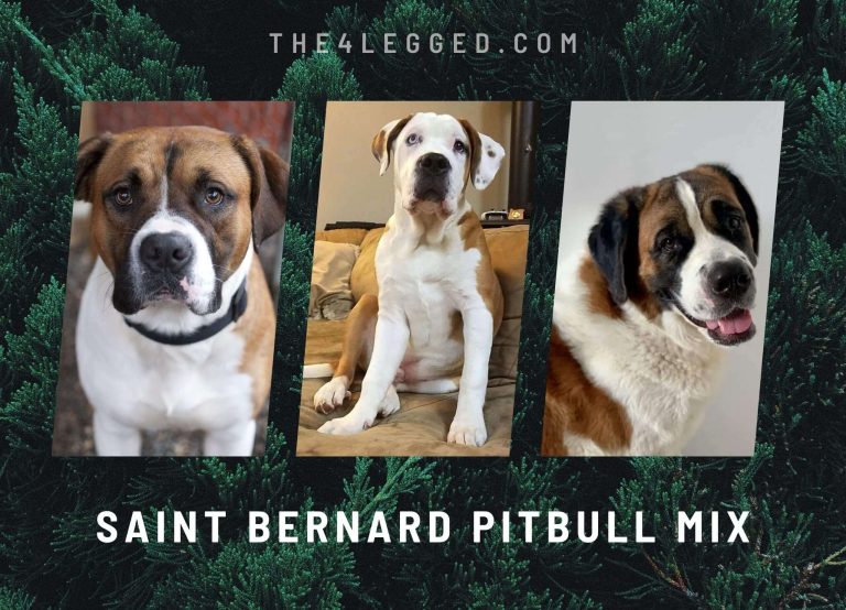 Saint Bernard Pitbull Mix: A Gentle Giant With A Heart Of Gold