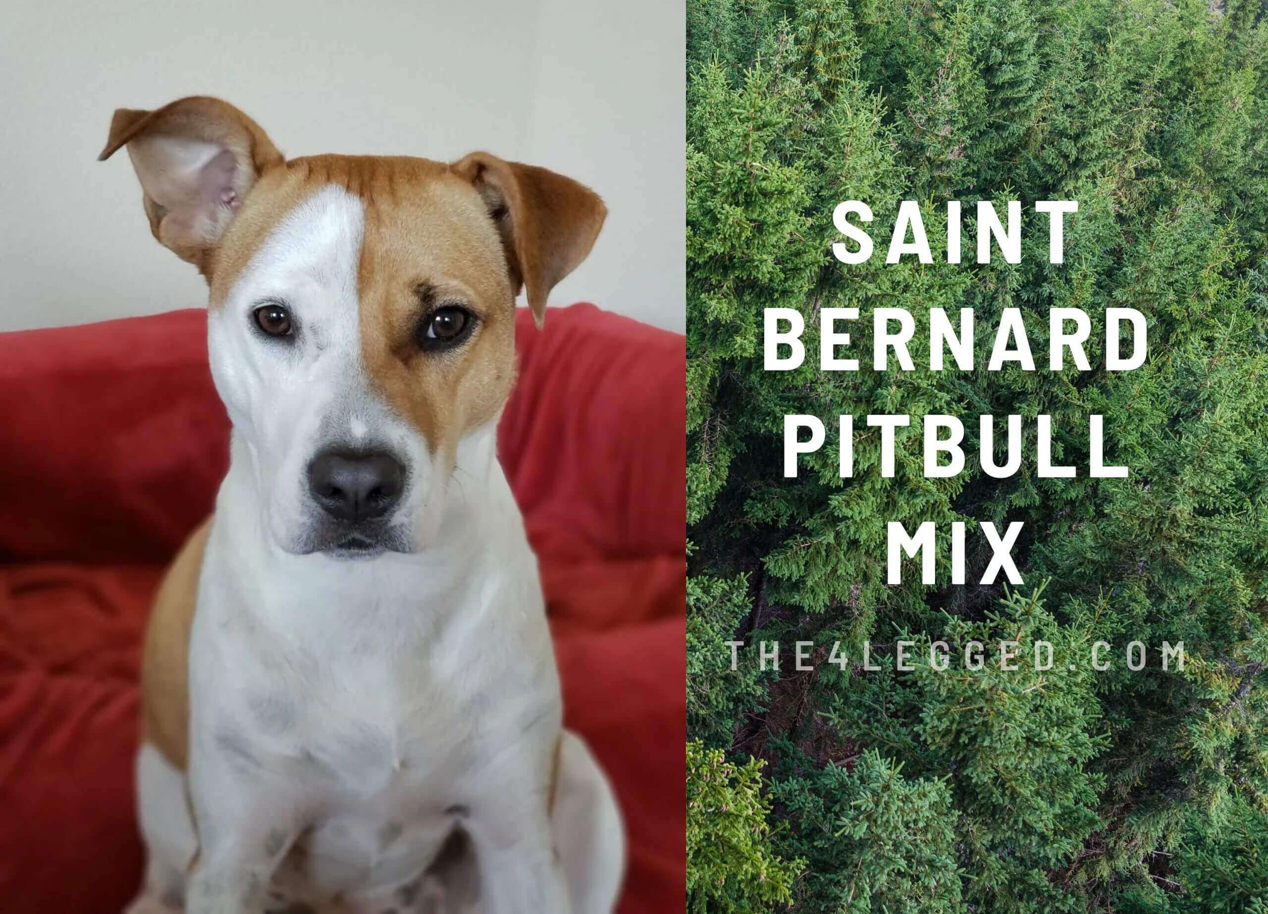 saint bernard pitbull mix