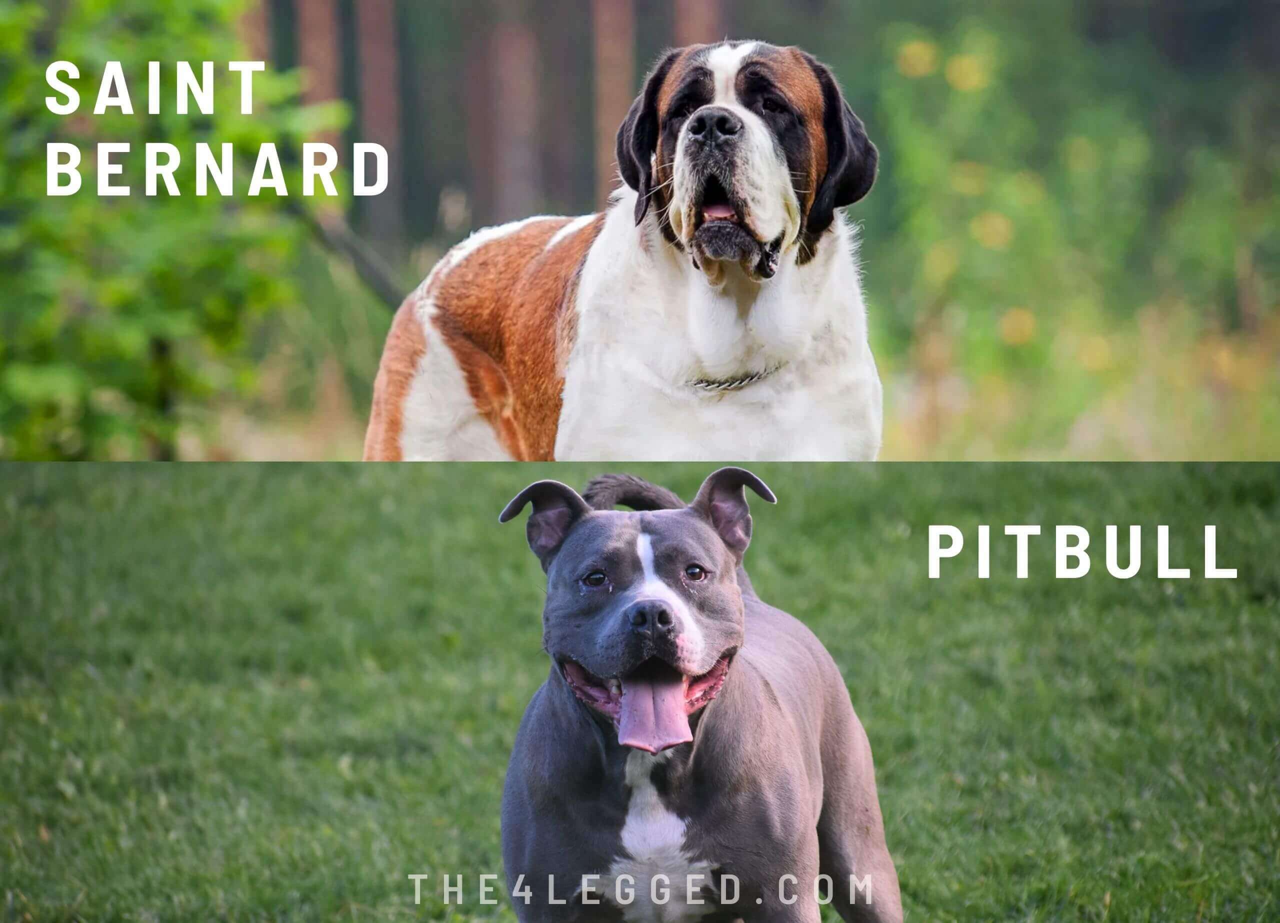 saint-bernard-pitbull-mix-4