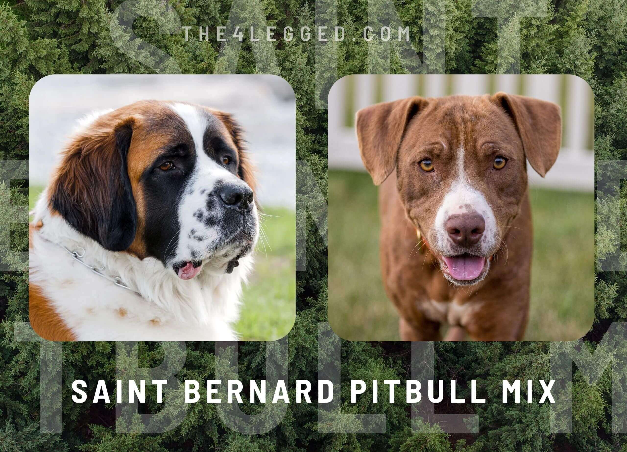 Saint Bernard Pitbull Mix: A Gentle Giant With A Heart Of Gold