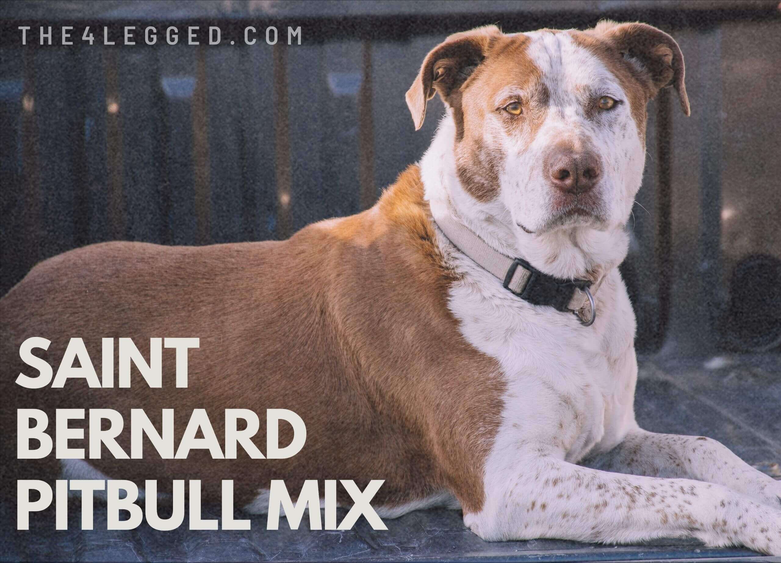 saint-bernard-pitbull-mix-6
