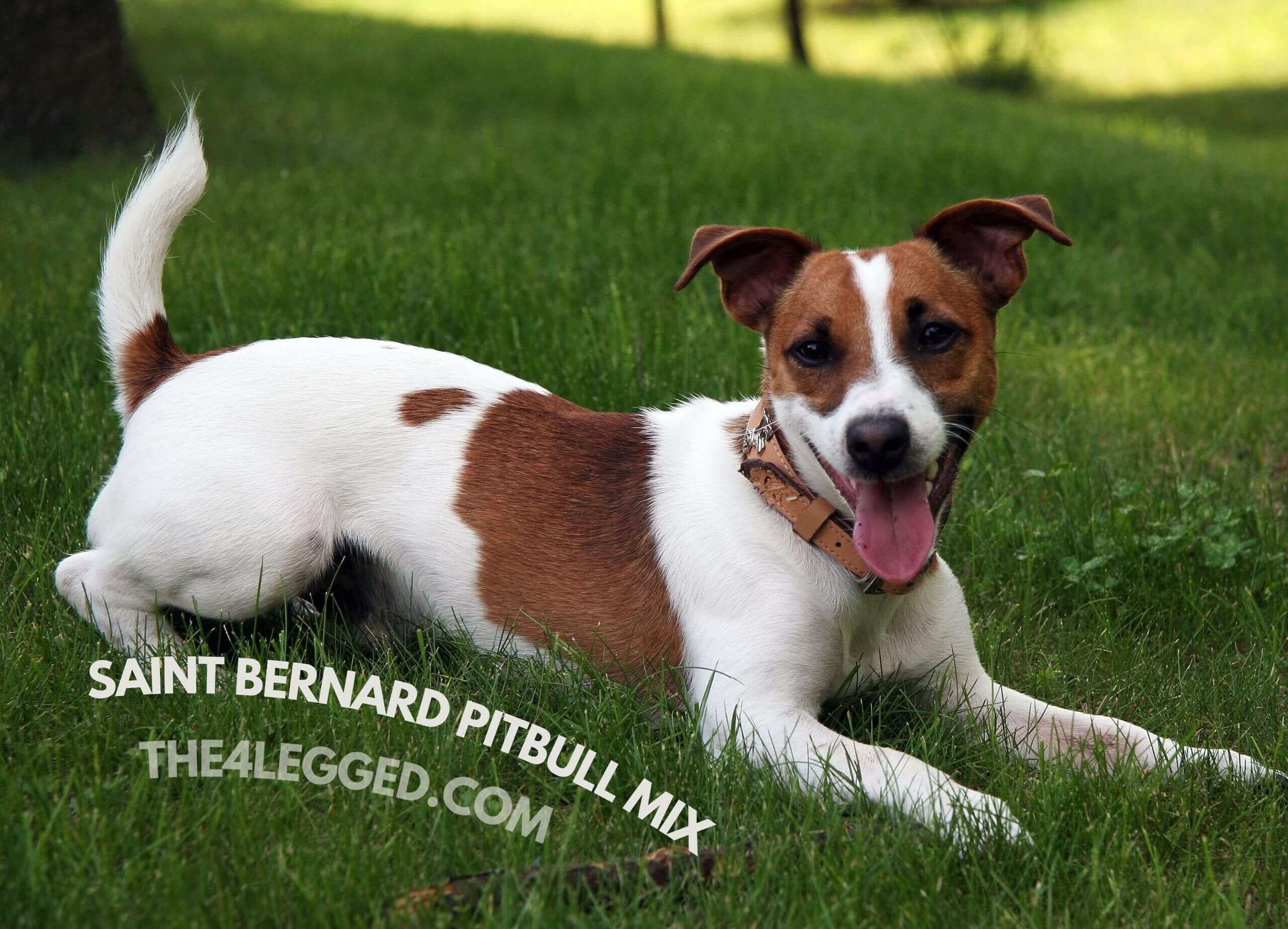 saint-bernard-pitbull-mix-8