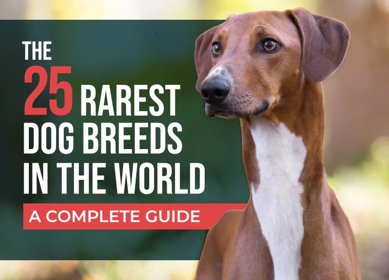 The 25 Rarest Dog Breeds in the World – A Complete Guide