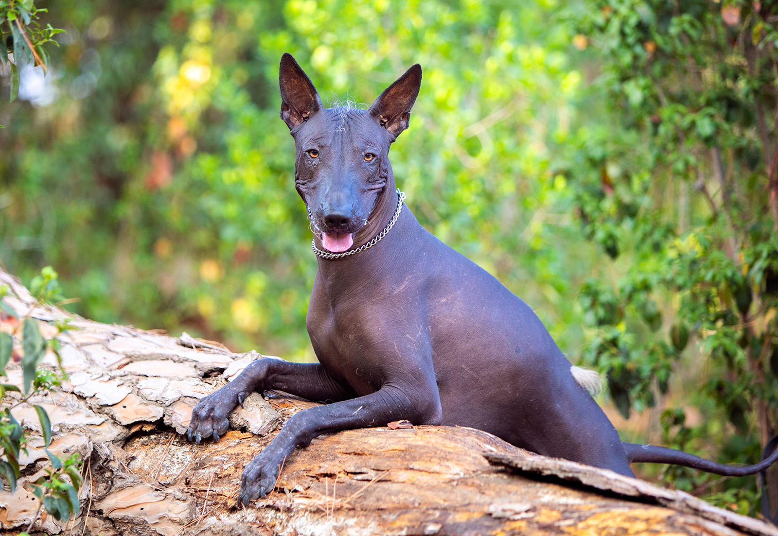 Xoloitzcuintle dog lying on a log