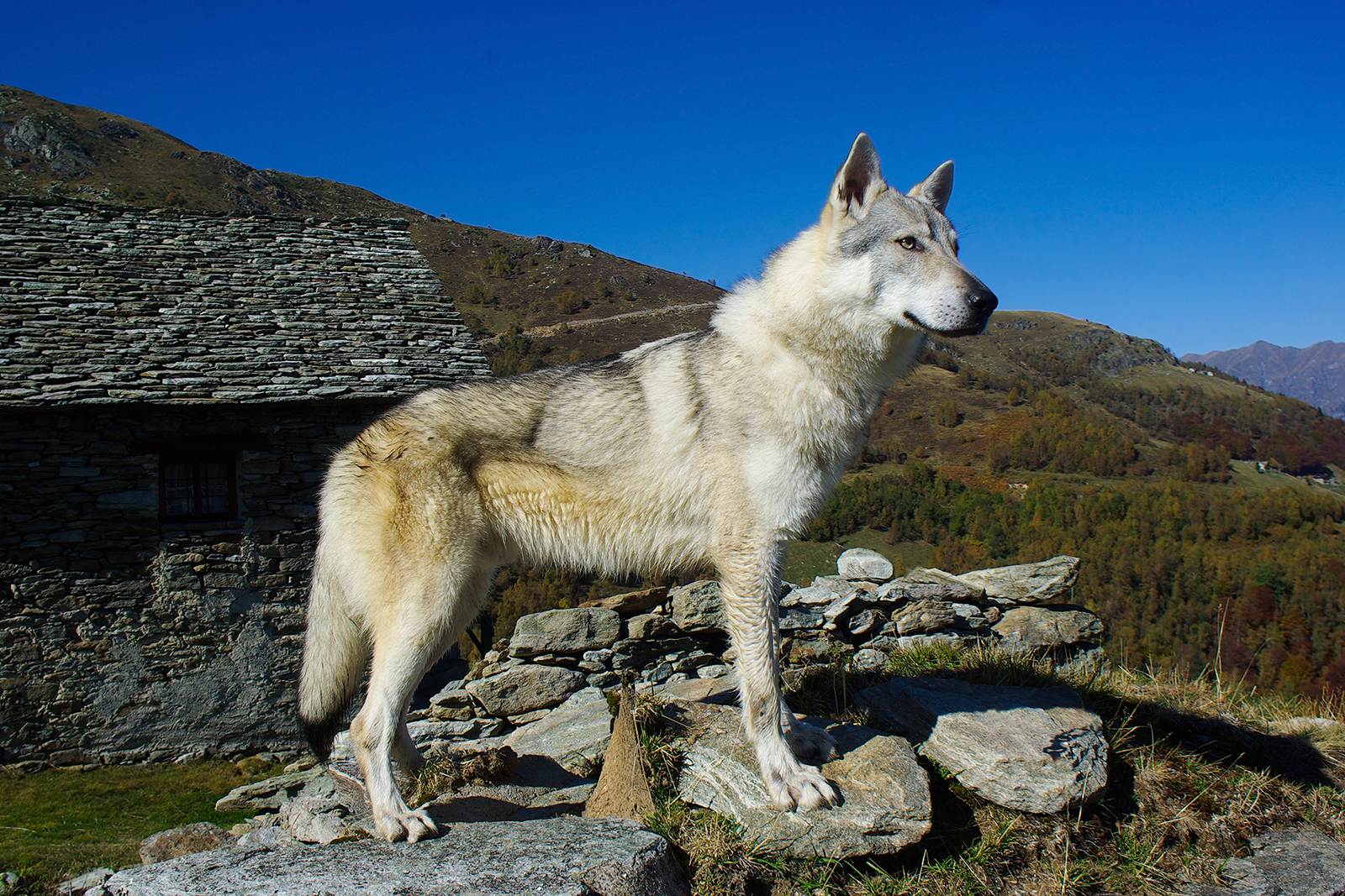 Czechoslovakian Vlciak standing in mountainous landscape