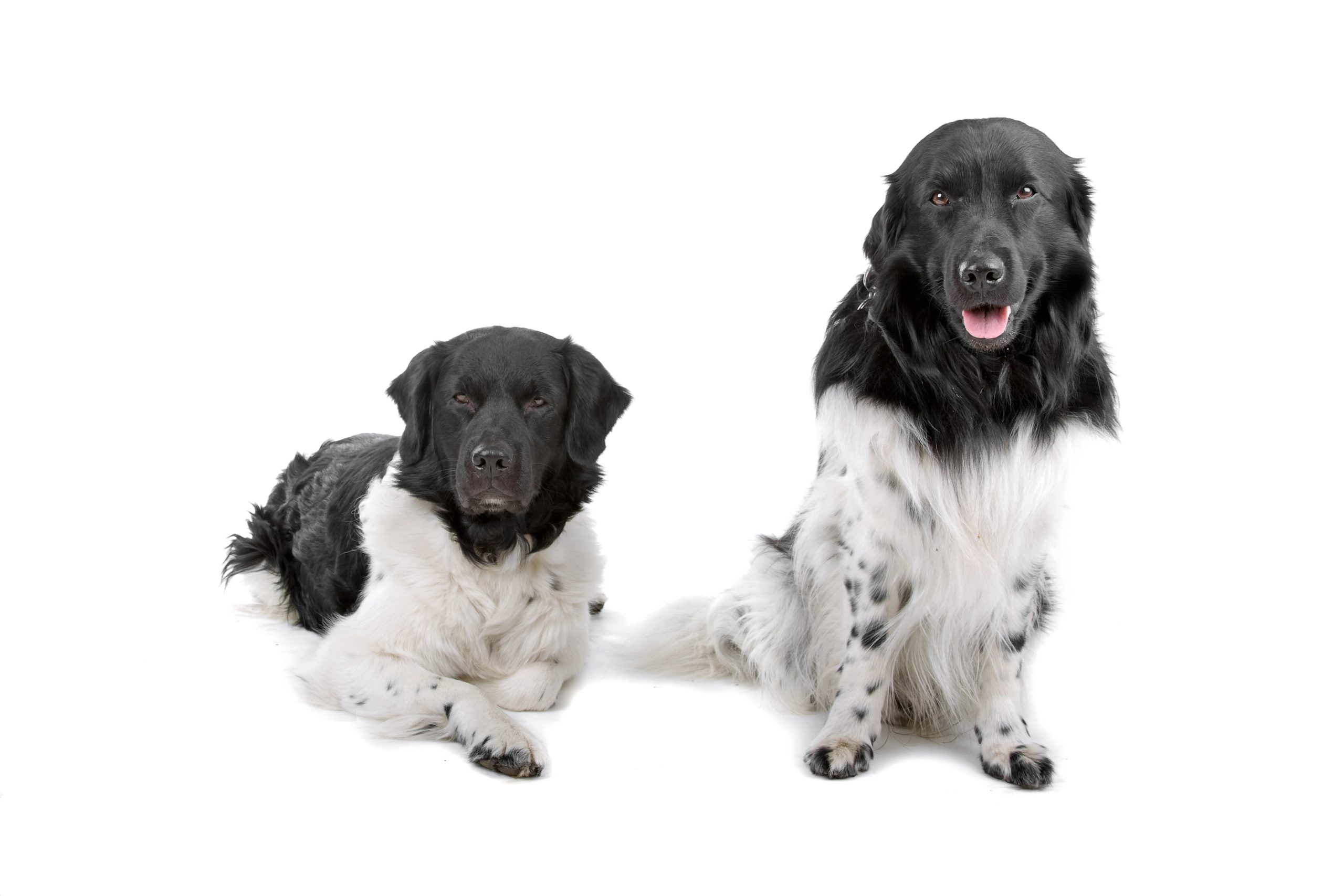 Two Stabyhoun dogs sitting together