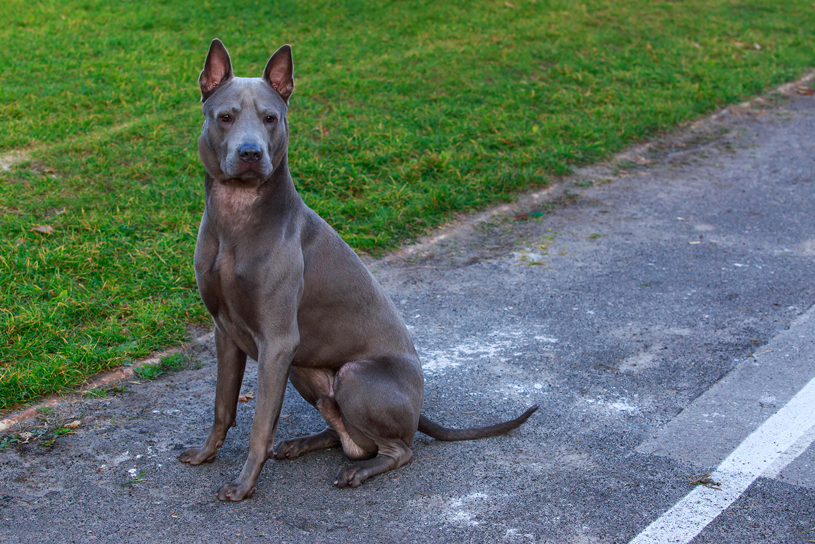 Thai Ridgeback dog sitting by the roadside