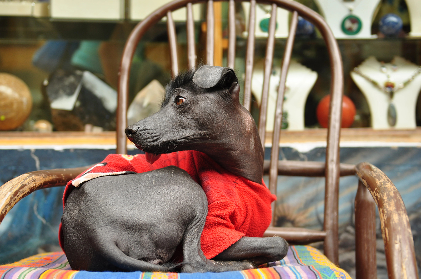 Peruvian Inca Orchid resting on chair