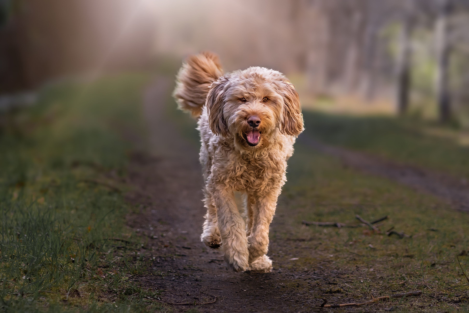 Otterhound walking joyfully on path