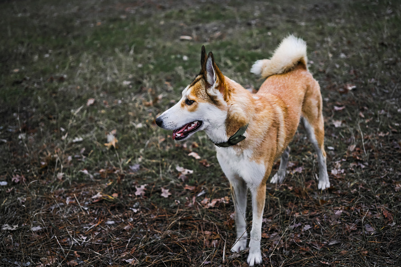 Norwegian Lundehund standing in forest