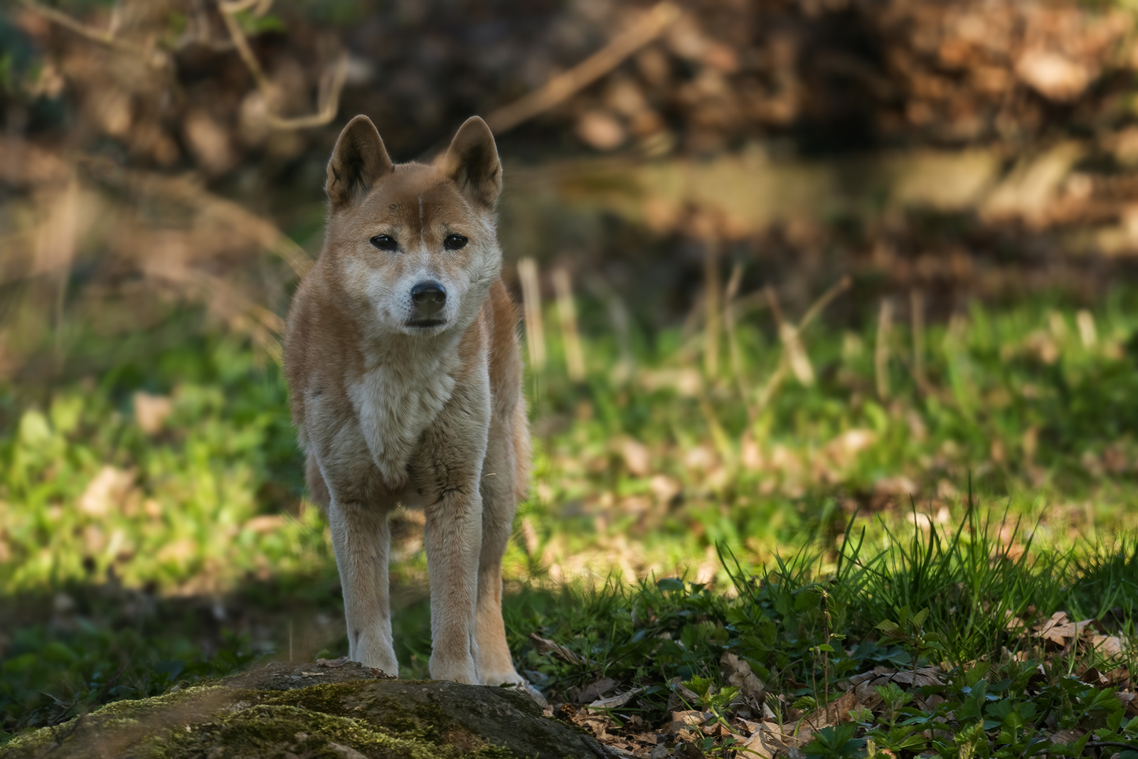 New Guinea Singing Dog walking outdoors