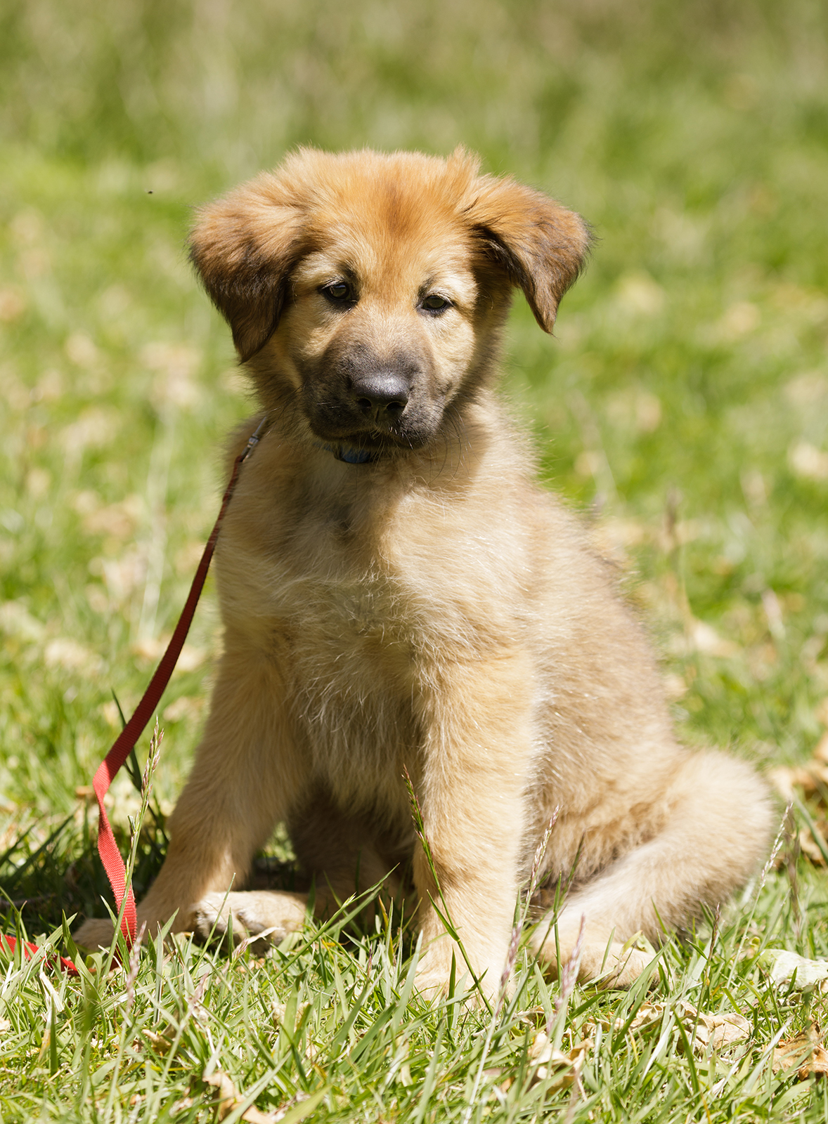 Chinook puppy sitting on grass