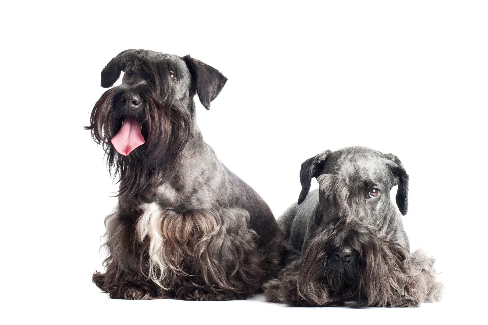 Two Cesky Terriers sitting together