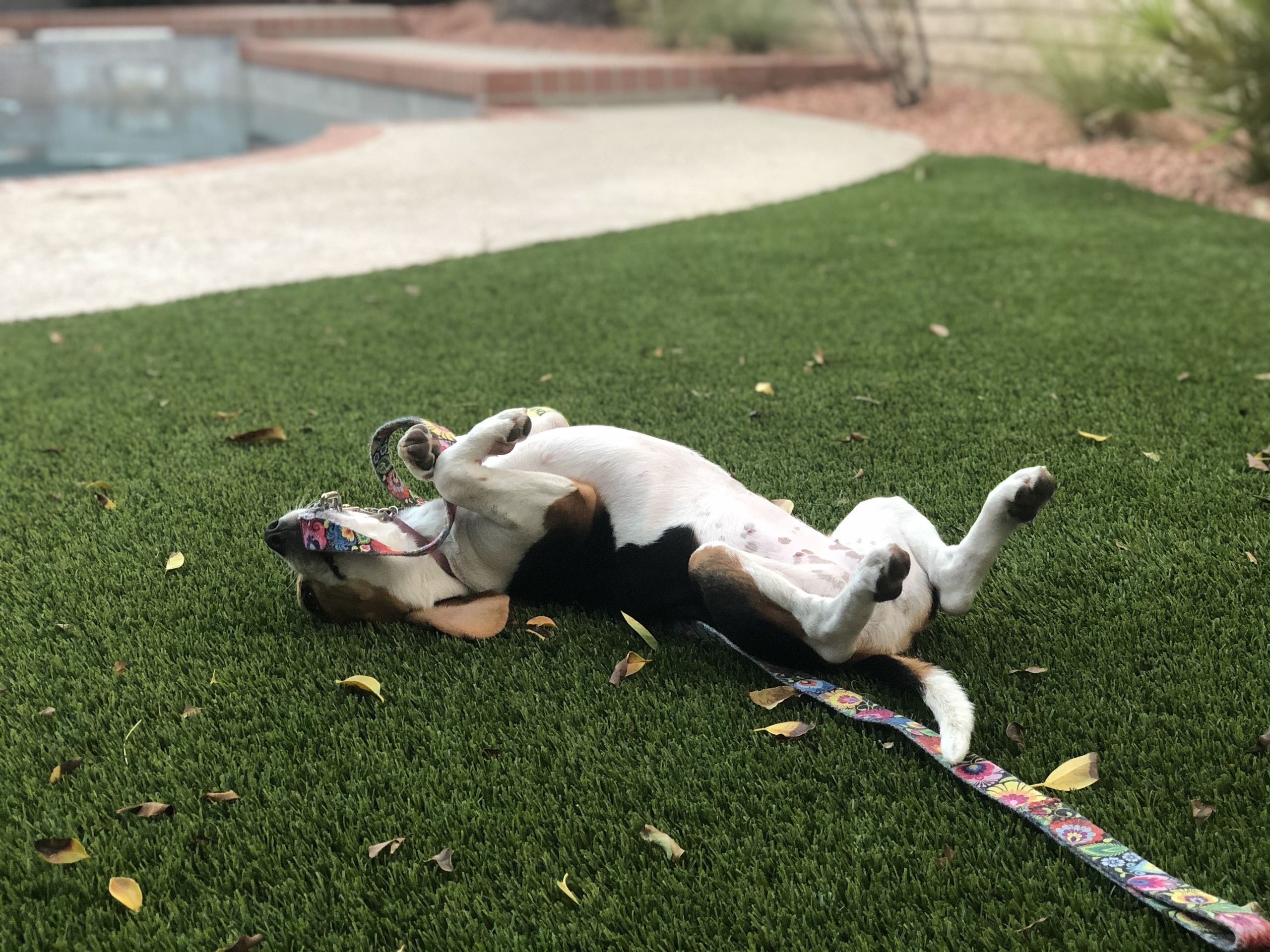 dog happily rolling on its back in the grass