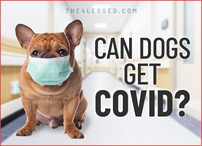 Can Dogs Get COVID? What Pet Owners Should Know