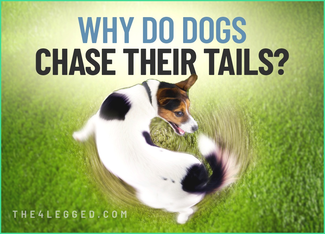 why do dogs chase their tails