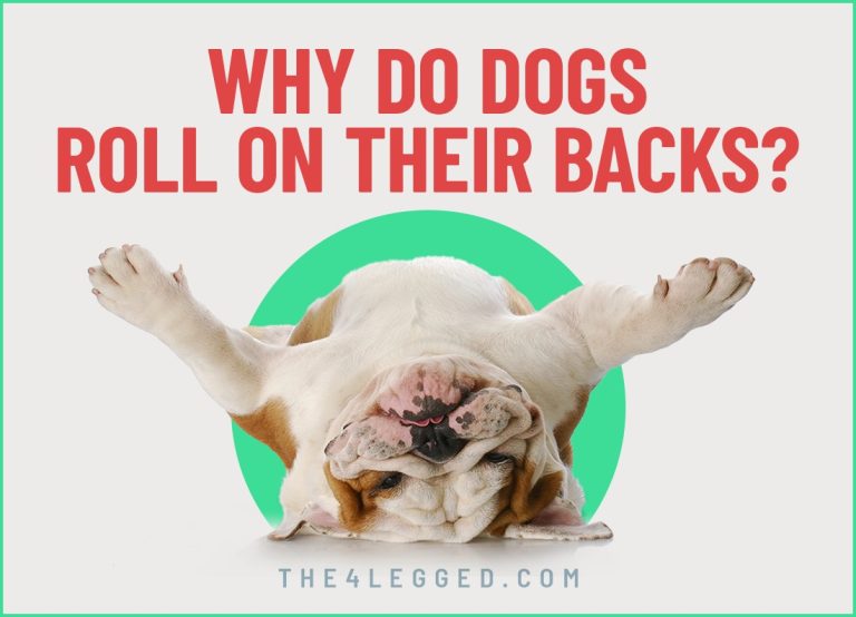 Why Do Dogs Roll on Their Backs?