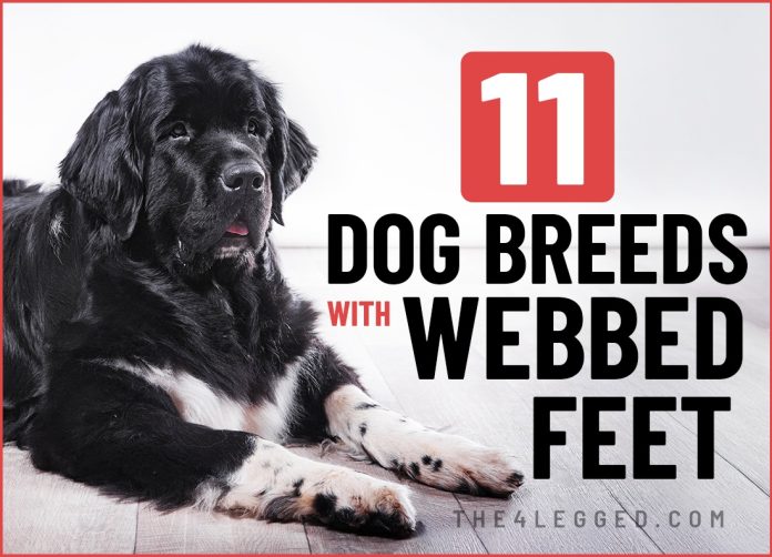 what are some dog breeds with webbed feet