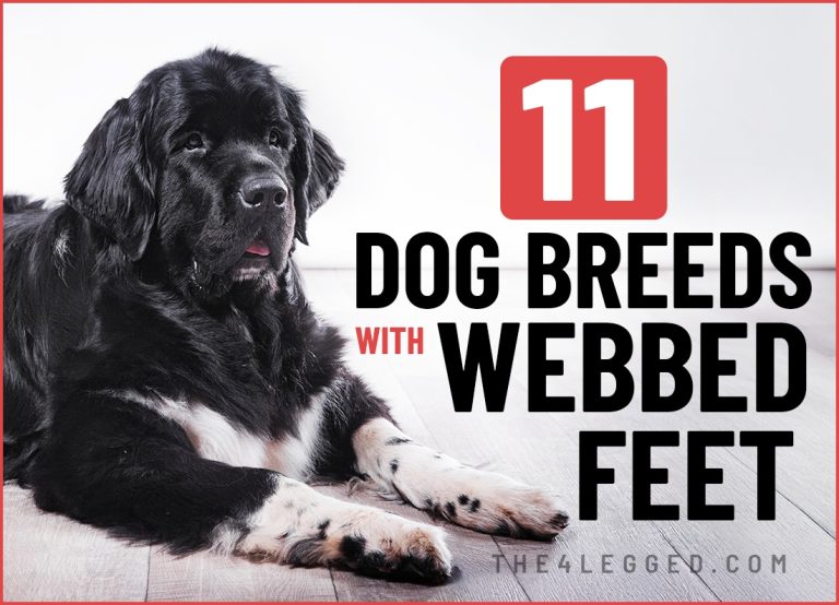11 Dog Breeds with Webbed Feet