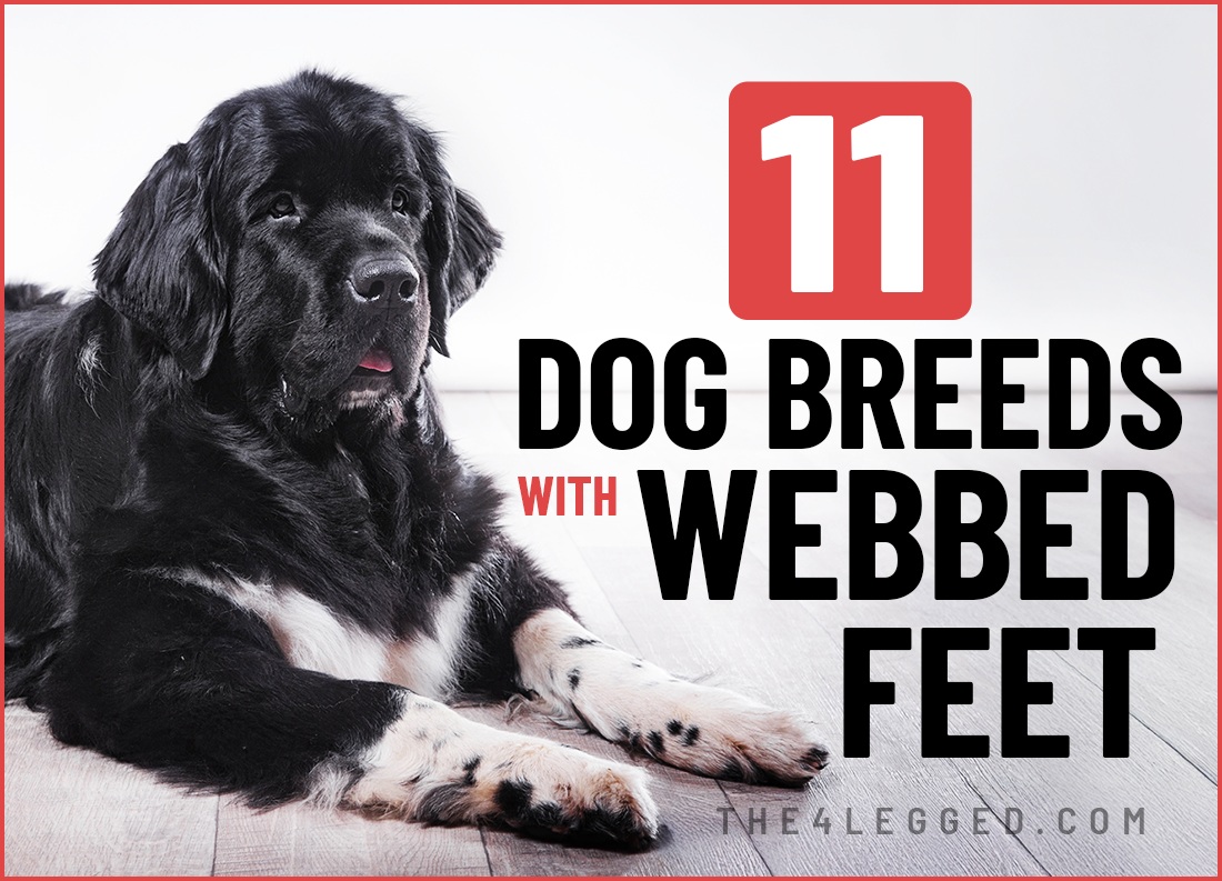 what are some dog breeds with webbed feet