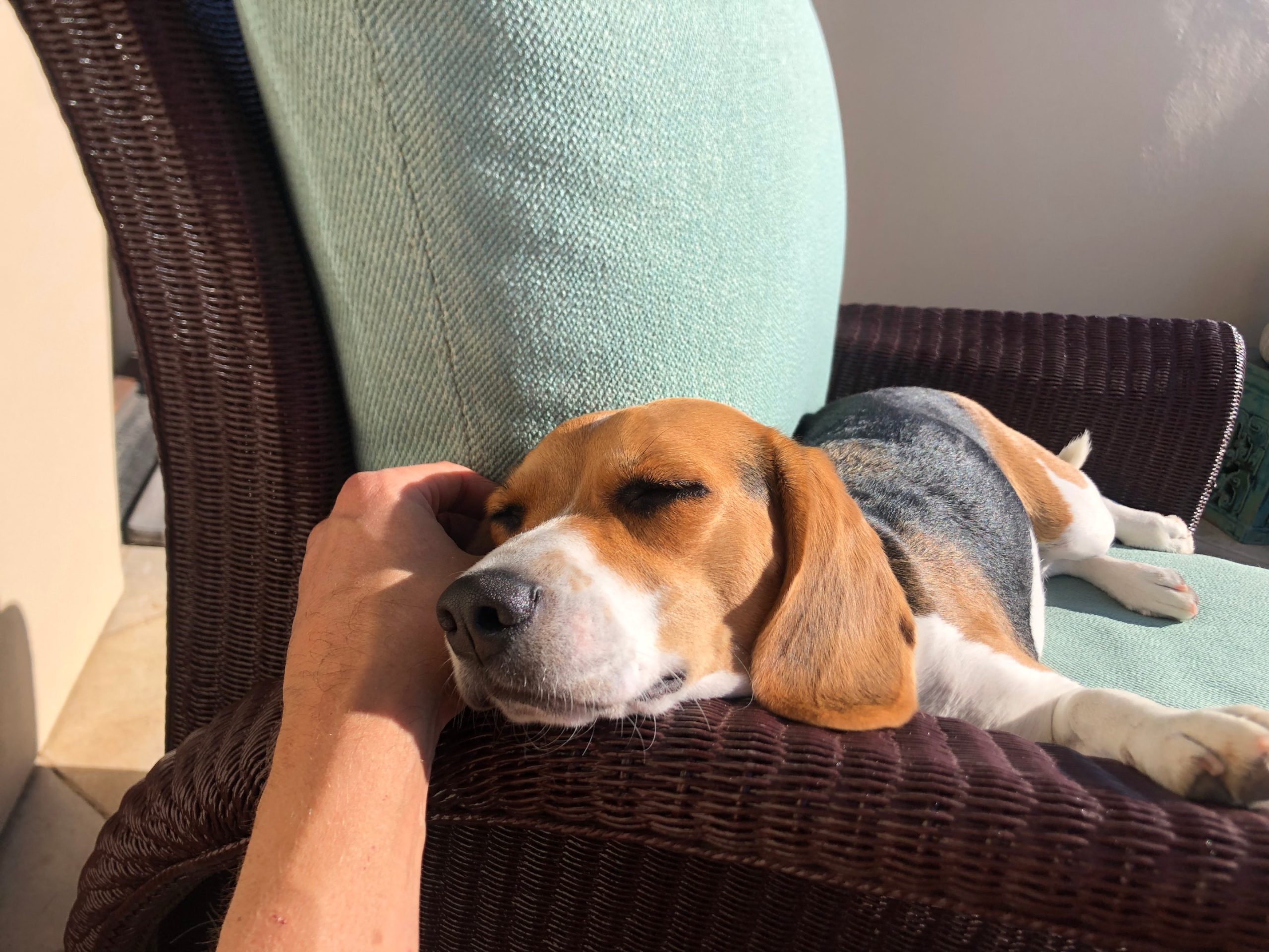 dog resting, showing emotional bond