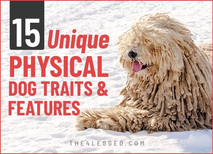 dog breed traits