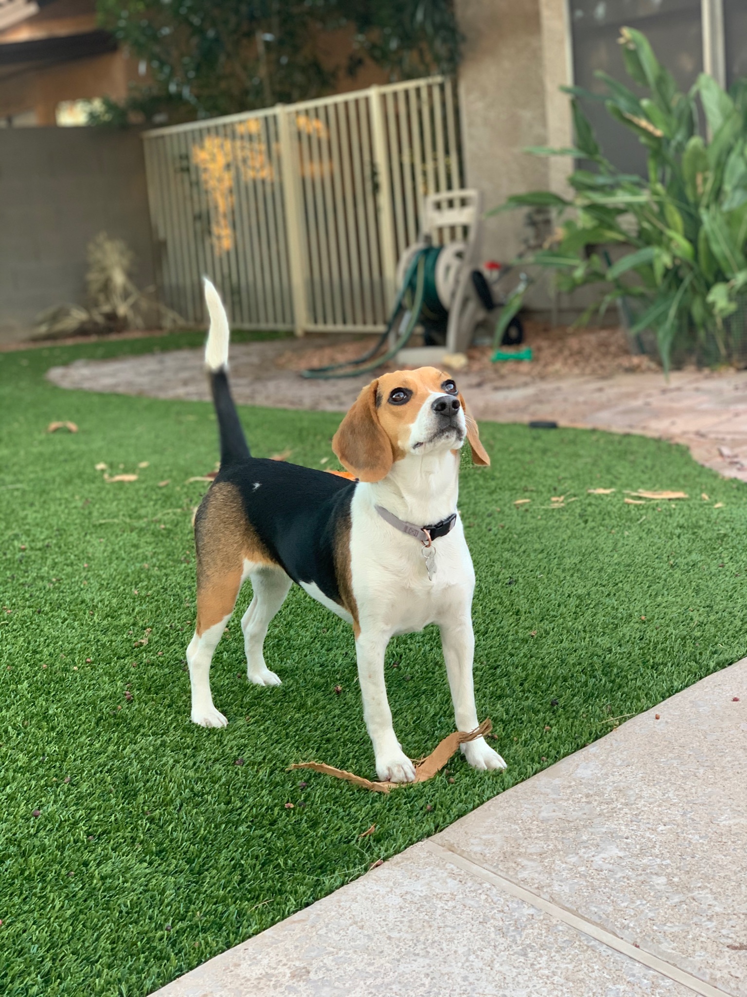 a dog with alert sense