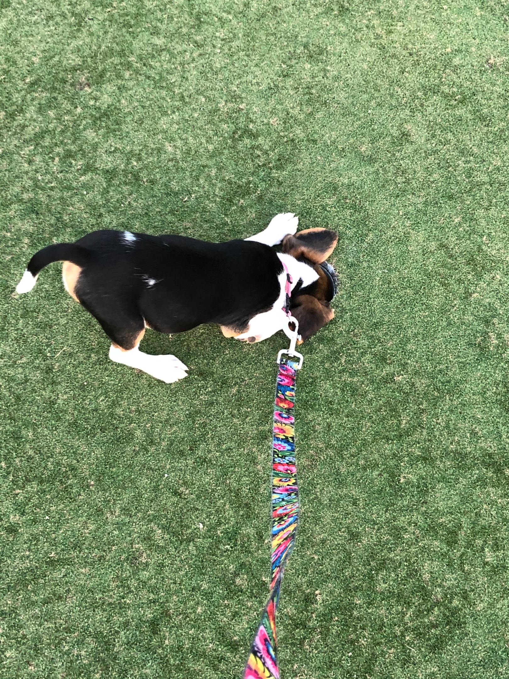 a puppy sensing emotions
