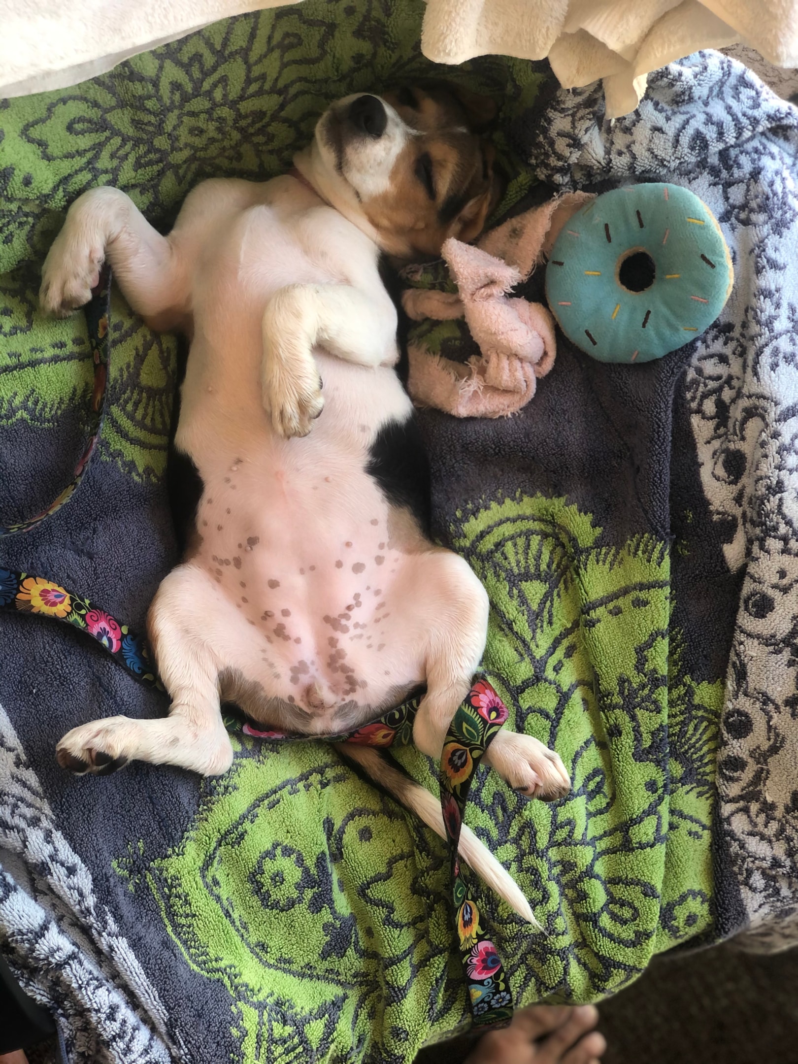 dogs sleeping in weird a position