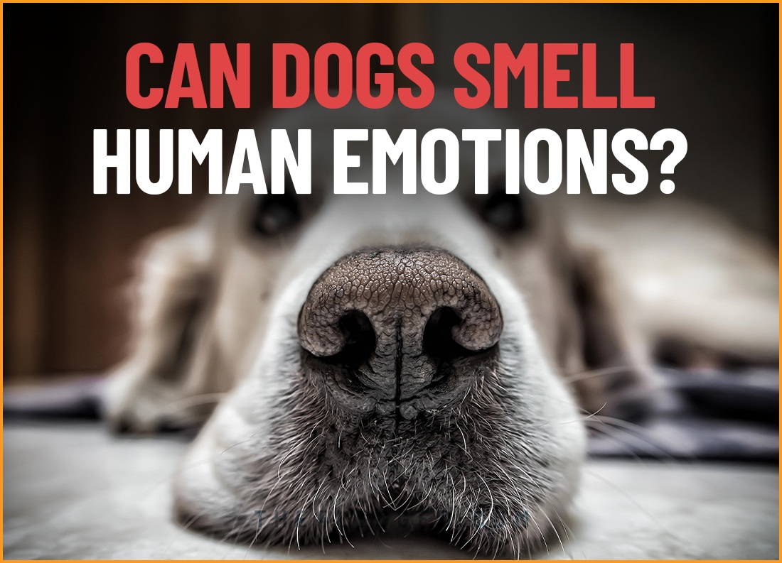 can dogs smell human emotions