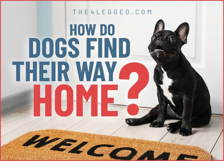 How Do Dogs Find Their Way Home: A Scientific Explanation