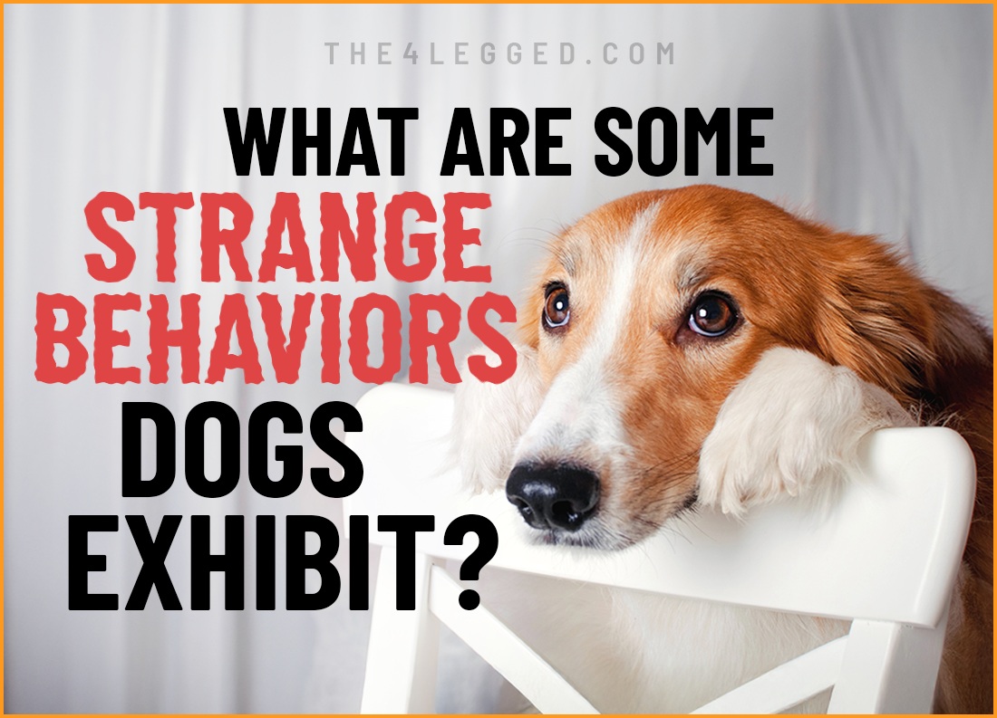what are some strange behaviors dogs exhibit