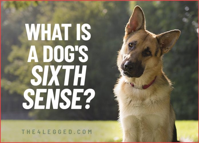 what is a dog's sixth sense