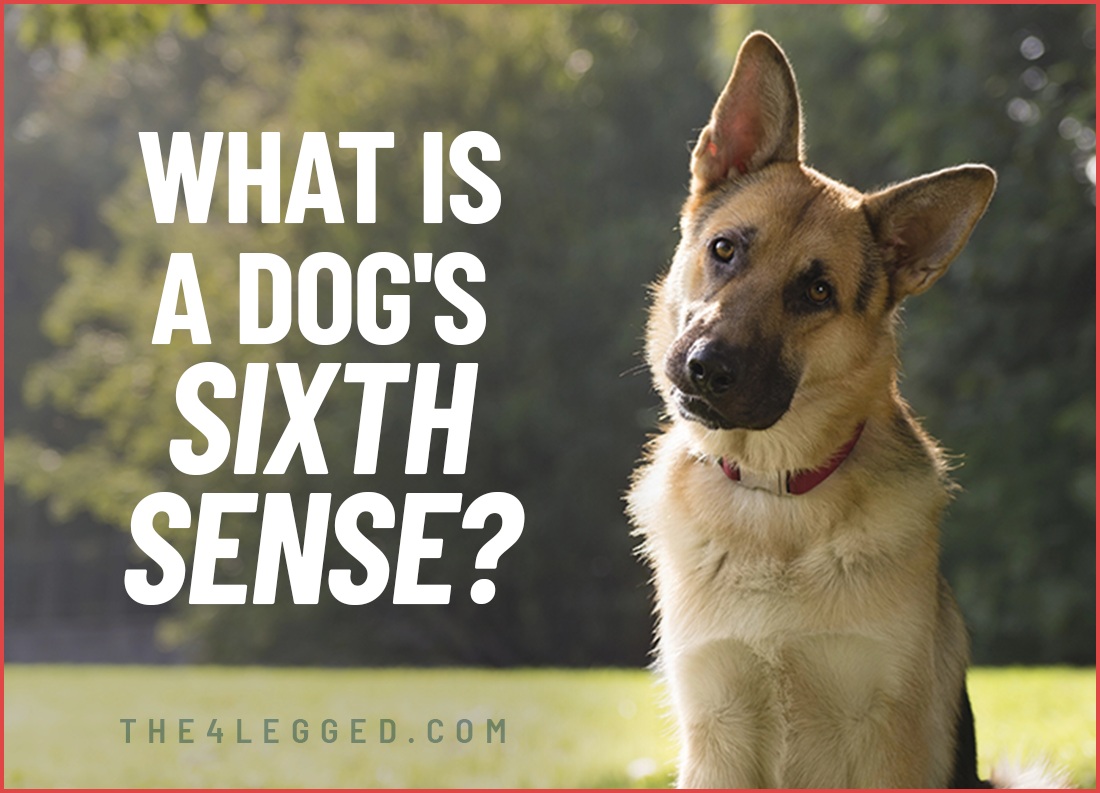 what is a dog's sixth sense