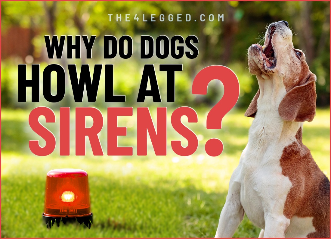 why do dogs howl at sirens
