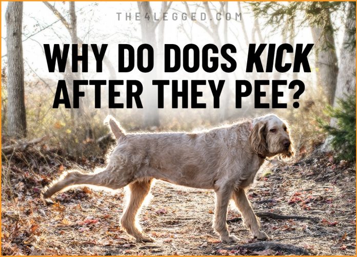 why do dogs kick after they pee