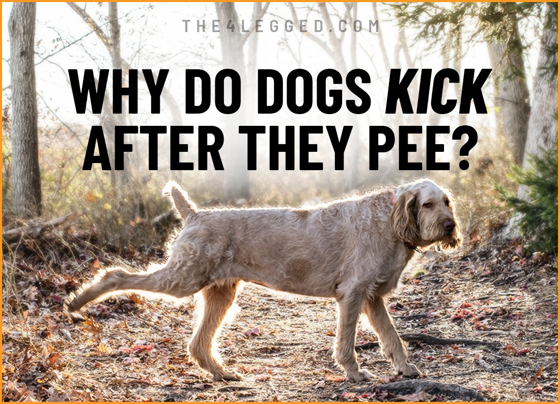 why do dogs kick after they pee