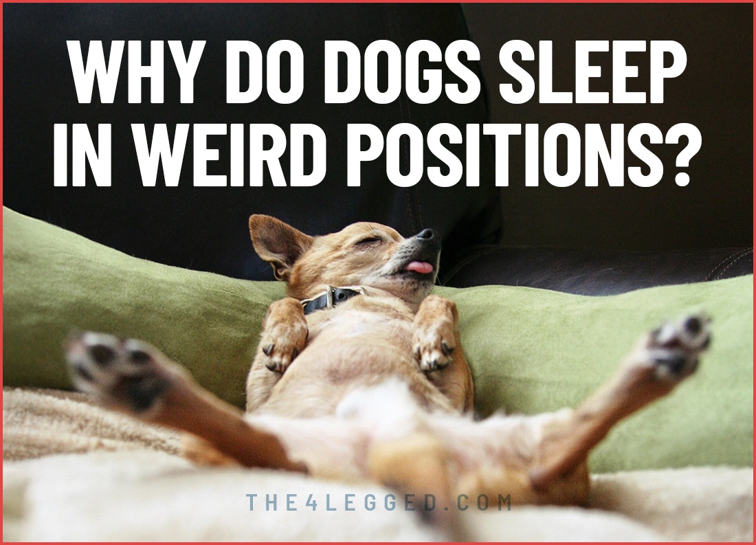 why do dogs sleep in weird positions