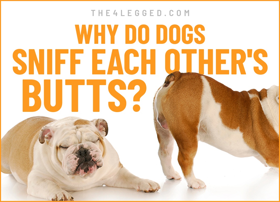 why do dogs sniff each other's butts