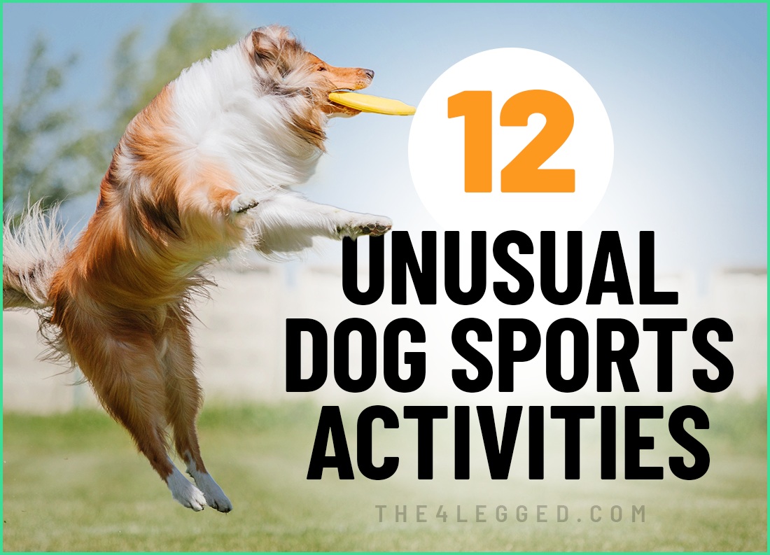 unusual dog sports and activities