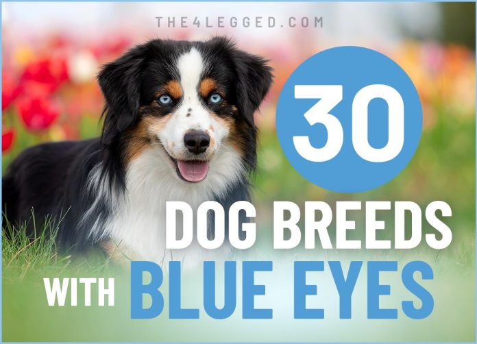 dog breeds with blue eyes