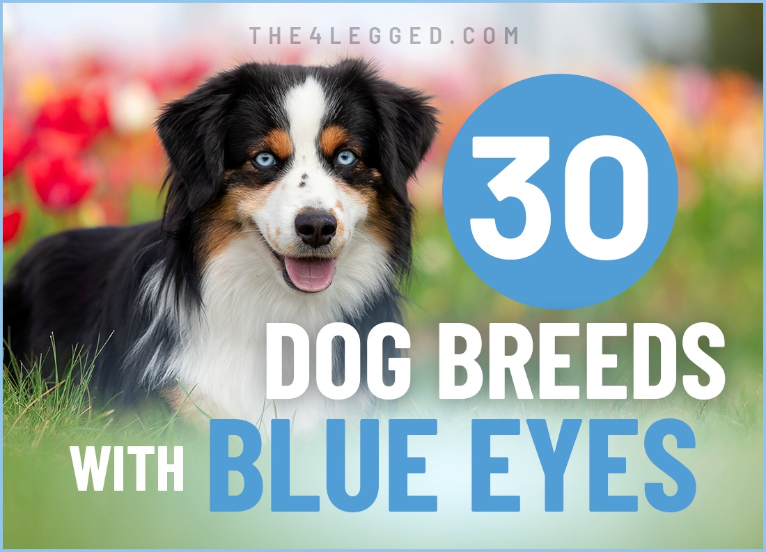 dog breeds with blue eyes
