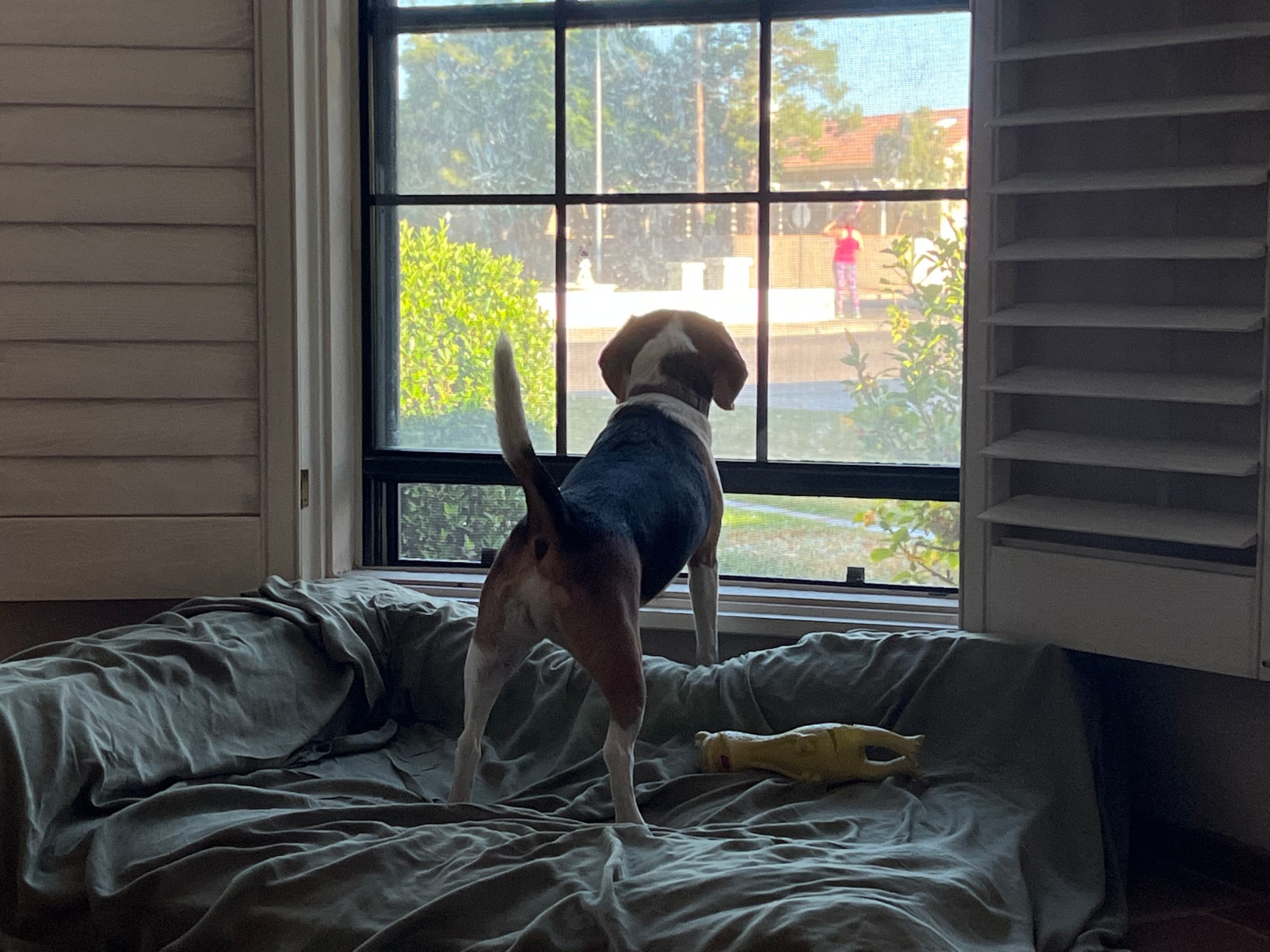 alert dog at the window