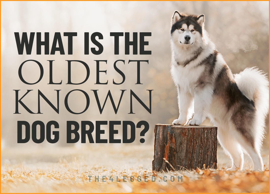 what is the oldest known dog breed