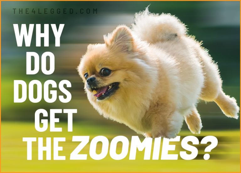 Why Do Dogs Get the Zoomies?
