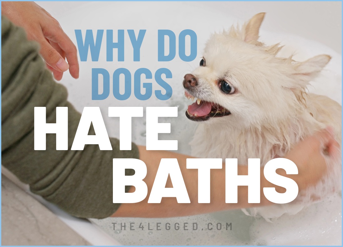 why do dogs hate baths
