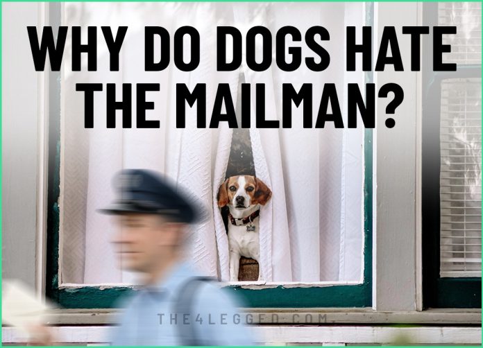 why do dogs hate the mailman