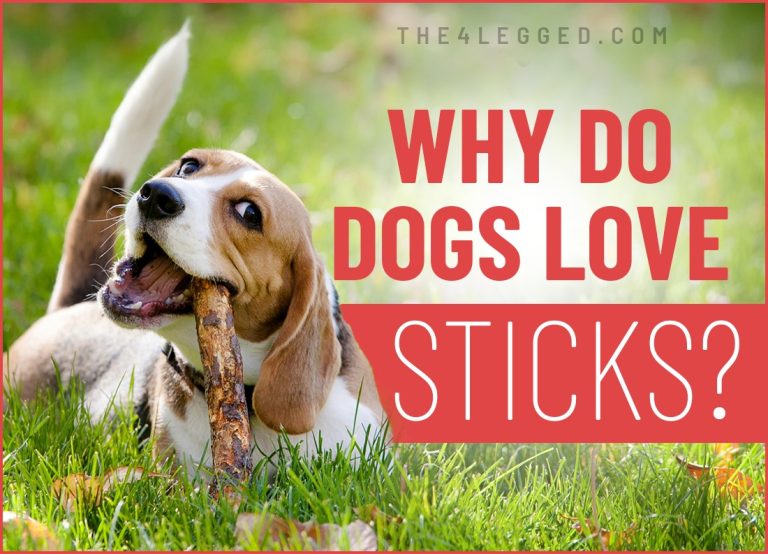 Why Do Dogs Love Sticks?